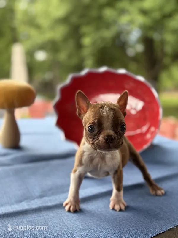 Bailey  – Boston Terrier puppy for sale in Hickory, NC