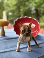 Bailey , a male Boston Terrier for sale in Hickory, NC – 1 of 8