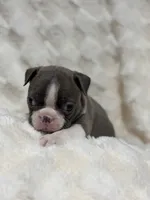 Daisy, a female Boston Terrier for sale in Hickory, NC – 3 of 3