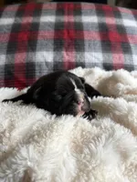 Mikey , a male French Bulldog for sale in Hickory, NC – 2 of 3