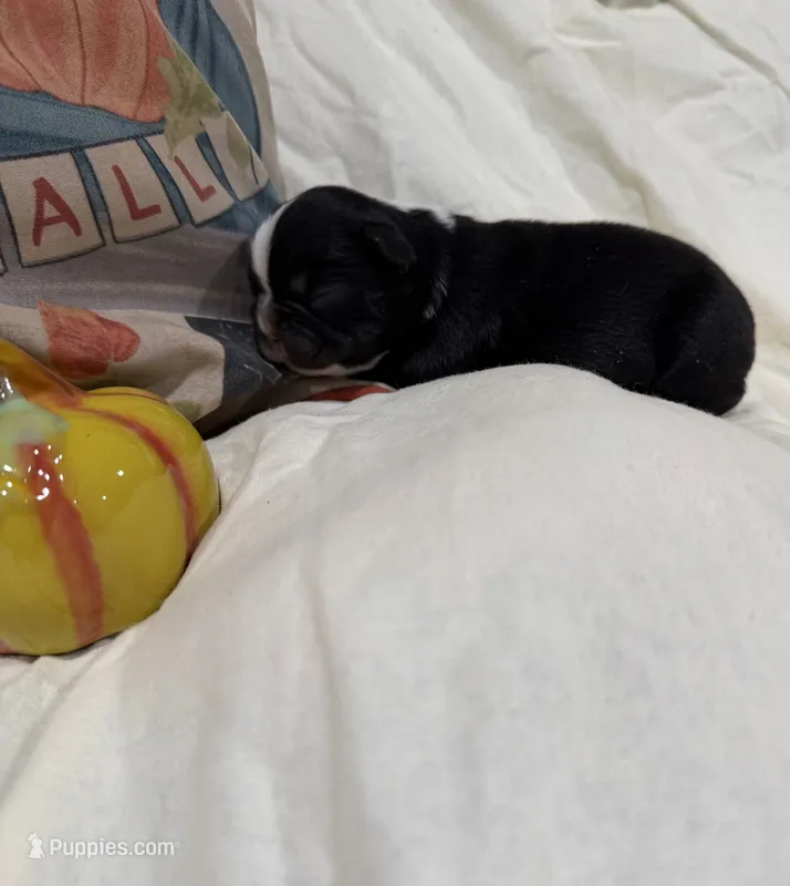 Isaiah  – French Bulldog puppy for sale in Hickory, NC