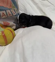Isaiah , a male French Bulldog for sale in Hickory, NC – 1 of 3