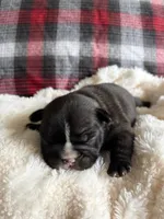 Mikey , a male French Bulldog for sale in Hickory, NC – 3 of 3