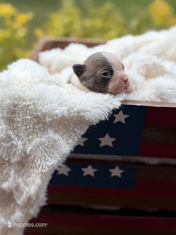 Star – Boston Terrier puppy for sale in Hickory, NC