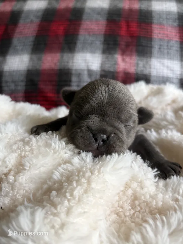 Ariel  – French Bulldog puppy for sale in Hickory, NC