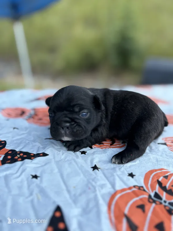Lucky  – French Bulldog puppy for sale in Hickory, NC