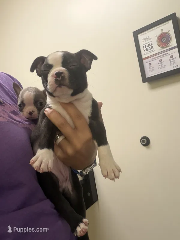 Chloe  – Boston Terrier puppy for sale in Hickory, NC