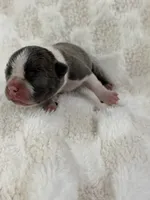 Star, a female Boston Terrier for sale in Hickory, NC – 4 of 4