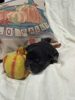 Jack , a male French Bulldog for sale in Hickory, NC – 2 of 4