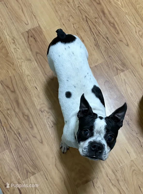 Atta  – Boston Terrier puppy for sale in Hickory, NC