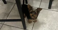 Yorkie , a male Yorkshire Terrier for sale in Temple, TX – 2 of 3