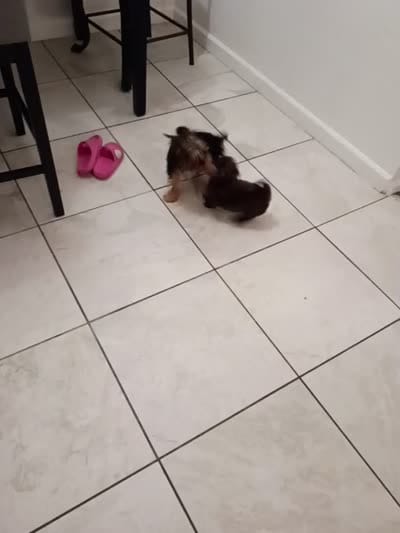 Yorkie , a male Yorkshire Terrier for sale in Temple, TX – 3 of 3