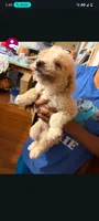 Goldendoodle, a female Goldendoodle for sale in Temple, TX – 5 of 5