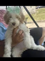 Hilda , a female Shih Tzu and Miniature Goldendoodle for sale in Temple, TX – 9 of 10