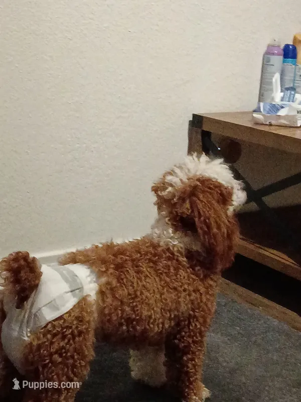 Minnie poodle  – Poodle - Miniature  puppy for sale in Belton, TX
