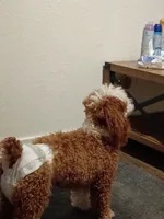 Minnie poodle , a male Poodle - Miniature  for sale in Belton, TX – 1 of 1