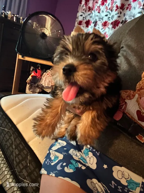 Baby boy  – Yorkshire Terrier puppy for sale in Belton, TX