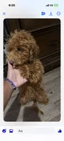 Red female Mini poodle , a female Poodle - Miniature  for sale in Temple, TX – 2 of 3