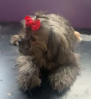 Hilda , a female Shih Tzu and Miniature Goldendoodle for sale in Temple, TX – 5 of 10