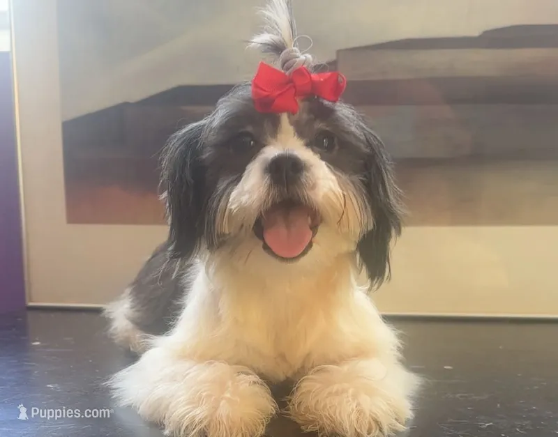 Hilda  – Shih Tzu, Miniature Goldendoodle puppy for sale in Temple, TX