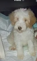 Goldendoodle, a female Goldendoodle for sale in Temple, TX – 3 of 5