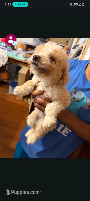 Golden doodle – Goldendoodle puppy for sale in Temple, TX