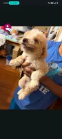 Golden doodle, a female Goldendoodle for sale in Temple, TX – 1 of 2