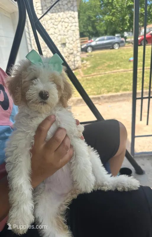 Goldendoodle – Goldendoodle puppy for sale in Temple, TX