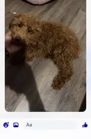 Red female Mini poodle , a female Poodle - Miniature  for sale in Temple, TX – 1 of 3