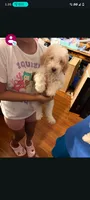 Goldendoodle, a female Goldendoodle for sale in Temple, TX – 4 of 5