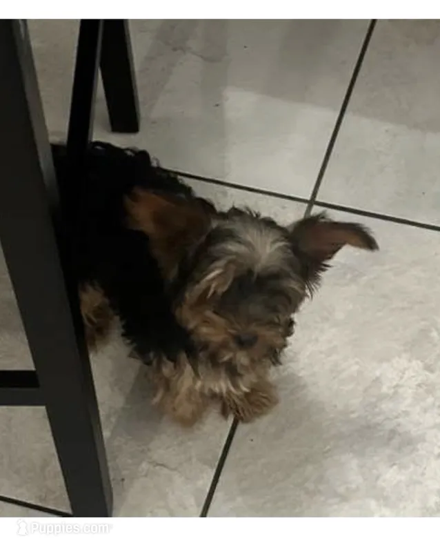 Yorkie  – Yorkshire Terrier puppy for sale in Temple, TX