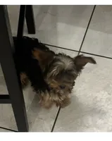 Yorkie , a male Yorkshire Terrier for sale in Temple, TX – 1 of 3