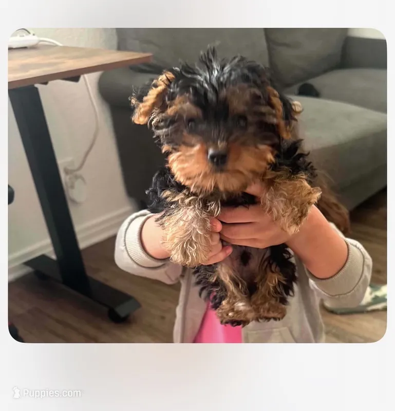 Baby  – Yorkshire Terrier, Poodle - Miniature  puppy for sale in Temple, TX