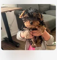 Baby , a male Yorkshire Terrier and Poodle - Miniature  for sale in Temple, TX – 1 of 2