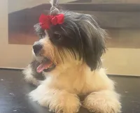 Hilda , a female Shih Tzu and Miniature Goldendoodle for sale in Temple, TX – 3 of 10