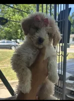 Hilda , a female Shih Tzu and Miniature Goldendoodle for sale in Temple, TX – 6 of 10