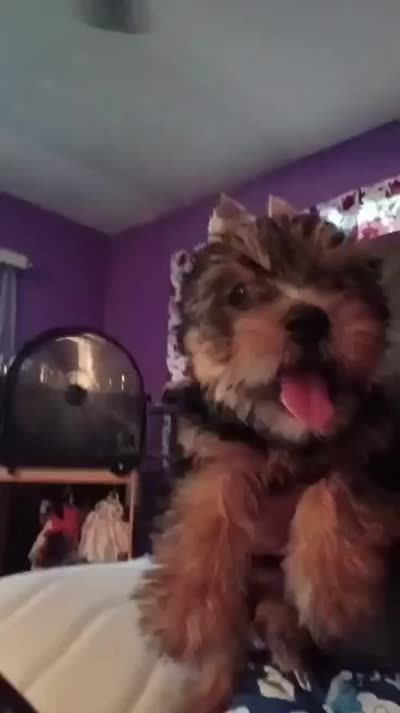 Baby boy , a male Yorkshire Terrier for sale in Belton, TX – 3 of 3