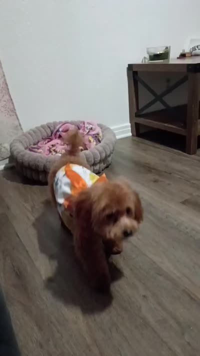 Red baby girl poodle , a female Poodle - Toy  for sale in Belton, TX – 2 of 2