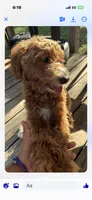 Red female Mini poodle , a female Poodle - Miniature  for sale in Temple, TX – 3 of 3
