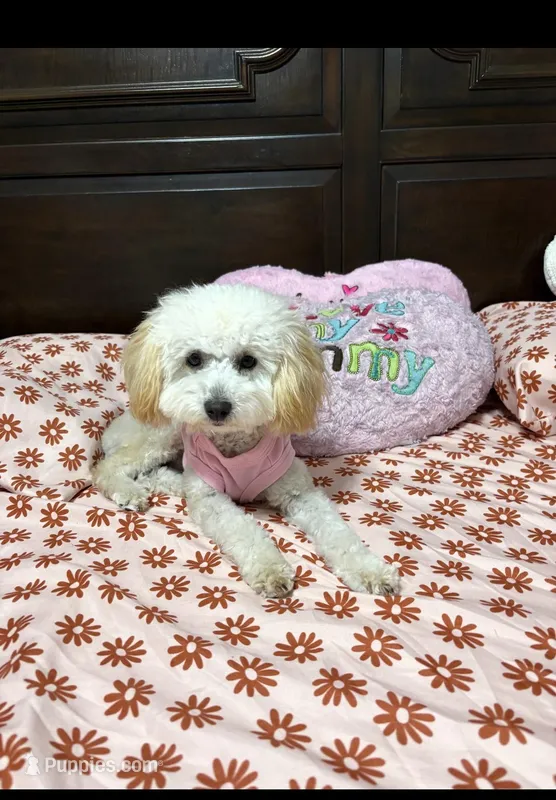 Mini poodle – Poodle - Miniature  puppy for sale in Temple, TX