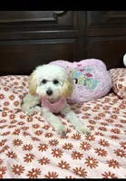 Mini poodle, a female Poodle - Miniature  for sale in Temple, TX – Photo 1 of 3