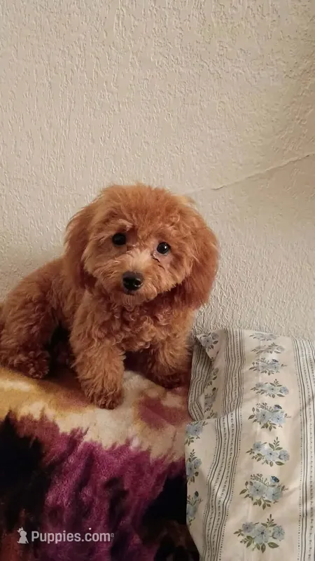 Red baby girl poodle  – Poodle - Toy  puppy for sale in Belton, TX