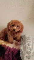 Red baby girl poodle , a female Poodle - Toy  for sale in Belton, TX – 1 of 2