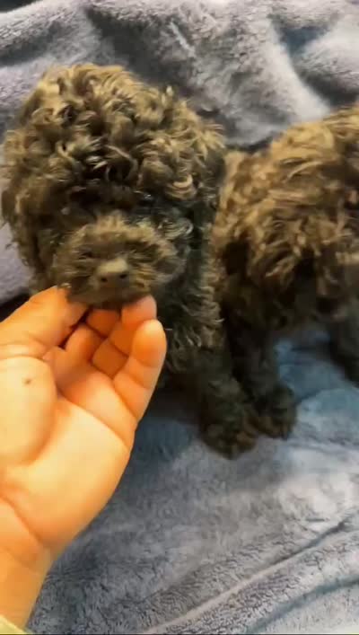 Mini golden doodle , a female Goldendoodle and Poodle - Toy  for sale in Belton, TX – 3 of 3