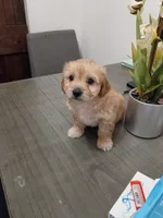 Baby Shihzu , a male Shih Tzu for sale in Temple, TX – 2 of 2