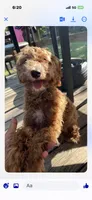 Baby , a male Yorkshire Terrier and Poodle - Miniature  for sale in Temple, TX – 2 of 2