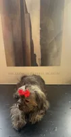 Hilda , a female Shih Tzu and Miniature Goldendoodle for sale in Temple, TX – 4 of 10