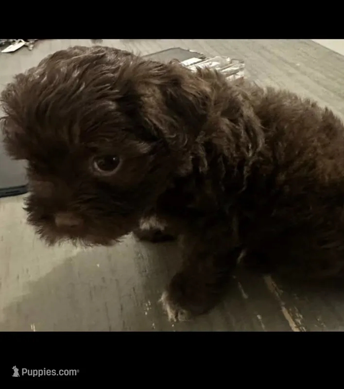 Baby Shihzu  – Shih Tzu puppy for sale in Temple, TX