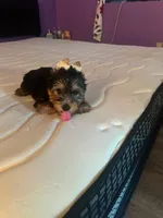 Baby boy , a male Yorkshire Terrier for sale in Belton, TX – 2 of 3