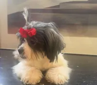 Hilda , a female Shih Tzu and Miniature Goldendoodle for sale in Temple, TX – 2 of 10